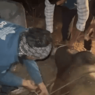 लक्ष्मणगढ़: बड़ौदा मेंव के समीप गौ रक्षकों ने पिकअप की पंचर को तस्करों ने चलती गाड़ी से गोवंशों को नीचे पटका, चोटें आईं