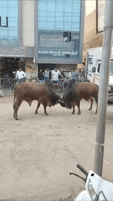 વાંકાનેર: વાંકાનેરમાં આખલા યુદ્ધમાં માનવ મેદની માં ભાગદોડ મચી