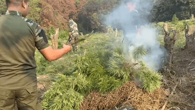 সোনামুড়া: গাঁজা বাগান ধ্বংস অভিযানে যাত্রাপুর থানার পুলিশ