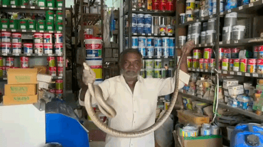 ದಾವಣಗೆರೆ: ನಗರದ ಅಂಗಡಿಯಲ್ಲಿ ಅವಿತು ಕುಳಿದ್ದ 7 ಅಡಿ ಕೆರೆ ಹಾವು ರಕ್ಷಣೆ