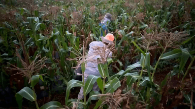 સોનગઢ: કમોસમી વરસાદની શક્યતા વચ્ચે તાપી જિલ્લાના આંબા ઉત્પાદક ખેડૂતો માટે બાગાયત વિભાગની તાત્કાલિક એડવાઈઝરી