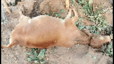 ନୂଆପଡା: କମକେଡ଼ା ଗାଁ ରେ ହାତୀ ଙ୍କ ଉପଦ୍ରଵ ଦୁଇଟି ବଳଦ ମାରିବା ସହ , ଘର ଭାଙ୍ଗିଲେ ହାତୀ