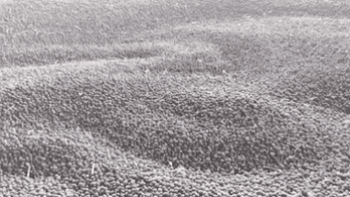 शुजालपुर: सुजालपुर मंडी में गेहूं ₹2681 और सोयाबीन ₹5340 प्रति क्विंटल तक बिका