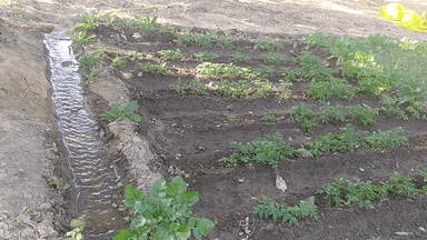 धरती को पुनर्जीवित एवं आवश्यक पोषक तत्वों से कृषि कार्य करना है तो अपनाय जैविक खेती ! अपना कृषि कार्य को करें नए अपडेट