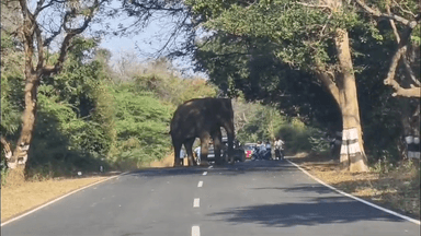 பென்னாகரம்: ஒகேனக்கல் சாலையை கடந்து செல்லும் ஒற்றை யானை சுற்றுலாப் பயணிகளை துரத்தியதால் பரபரப்பு ஏற்பட்டது .