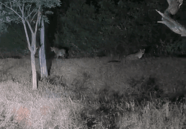 ಹನೂರು: ಪಿಜಿಪಾಳ್ಯ ಮುಖ್ಯರಸ್ತೆಯಲ್ಲಿ ಜೋಡಿ ಚಿರತೆ ಪ್ರತ್ಯೇಕ್ಷ ಬೆನ್ನಲ್ಲೆ: ಉಪಟಳ ನಿಯಂತ್ರಣಕ್ಕೆ ಗ್ರಾಪಂ ಮಾಜಿ ಅಧ್ಯಕ್ಷ ಕೃಷ್ಣಮೂರ್ತಿ ಆಗ್ರಹ