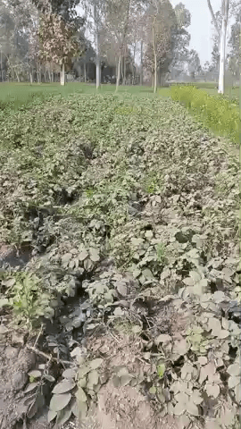 तहसील कलीनगर क्षेत्र टांडा गुलाब राय जय जवान जय किसान किसान भाइयों नमस्कार