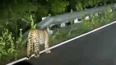 ಚಾಮರಾಜನಗರ: ಚಾಮರಾಜನಗರ ಗಡಿಭಾಗದಲ್ಲಿ ಚಿರತೆ ಆತಂಕ: ಹಾಸನೂರು–ಗೇರುಮಾಳಂ ನಡುವೆ ದೃಶ್ಯ ಸೆರೆ