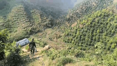 সোনামুড়া: সোনামুড়া থানা পুলিশের গাঁজা গাছ ধ্বংস অভিযান