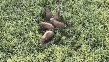 ಮದ್ದೂರು: ಗೊರವನಹಳ್ಳಿಯಲ್ಲಿ ಬೀಡು ಬಿಟ್ಟ ಕಾಡಾನೆಗಳ ಹಿಂಡು, ಕಾಡಿಗಟ್ಟಲು ಅಧಿಕಾರಿಗಳ ಹರಸಾಹಸ