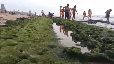 திருச்செந்தூர்: திருச்செந்தூர் முருகன் கோவில் கடற்கரை 60 அடி தூரம் வரை உள்வாங்கியது