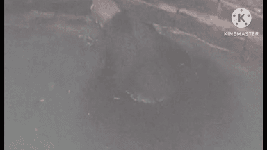 बसिया: बगीचा टोली गांव में किसान के कुएं में गिरा जंगली भालू, ग्रामीणों ने बाहर निकालकर वन विभाग को सौंपा