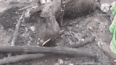 नौहट्टा: नौहट्टा में गौशाला में आग लगने से एक पशु की मौत, पांच झुलसे