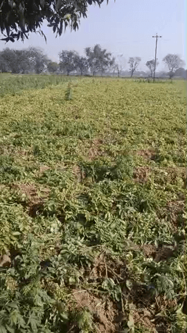 3797 CPRI 101 Day Compite aalu pure Tarike se Full Saize Ho chuka he