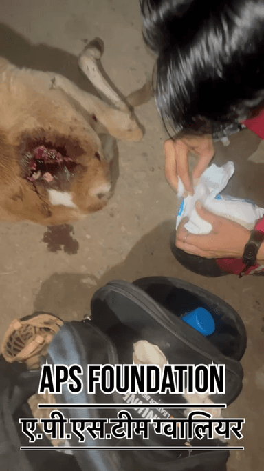 ऐसा मत किया करो निवेदन है..!
Respect Girls help poor help animals
#apsgurjar #viral #support #gwalior