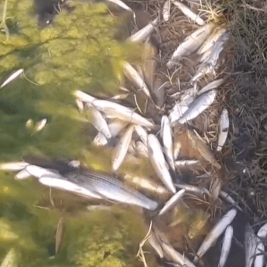 मालाखेड़ा: मालाखेड़ा रूपा रेल नदी में मछलियों की मौत से मचा हड़कंप, पानी प्रदूषण की आशंका जताई गई