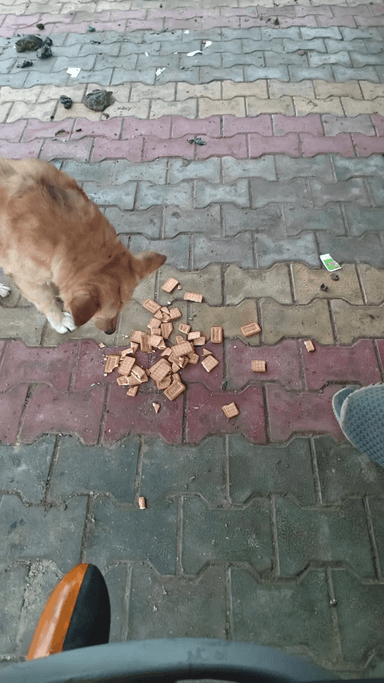 Dhansingh meena 8740828335