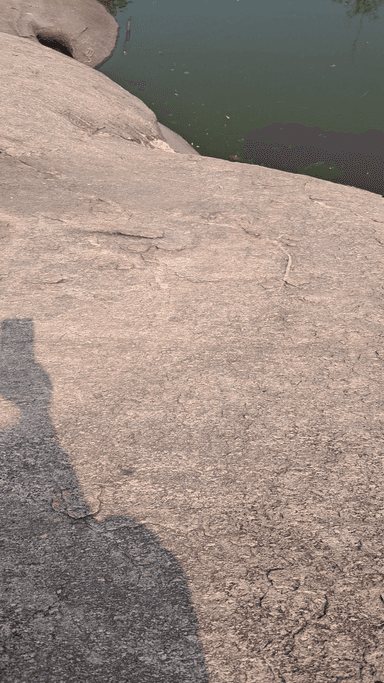 सर्प कुंड में सांप का दृश्य अद्भुत है नामकुम मार्शली पहाड़ # naturalresources