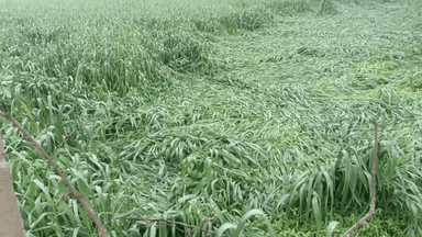 मनोहरथाना: मनोहर क्षेत्र में बारिश व ओलो से रवि की फसल ,चना धनिया, सरसों, गेहूँ की फसल की नुकसान की आशंका, किसान मायुस
#jansamsya