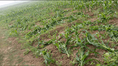 बैरिया: तिरंगे छपरा में अराजक तत्वों ने किसान की मकई की फसल काटकर की बर्बादी, किसान परेशान