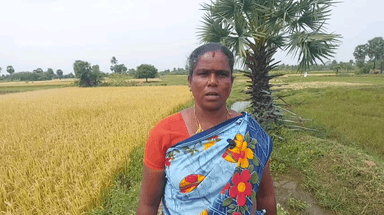இலுப்பூர்: குருக்காப்பட்டியில் நெல் பயிர் நீரில் மூழ்கியதால் தங்களுக்கு நிவாரணம் வழங்க கோரி கிராம விவசாய பெண் அரசுக்கு கோரிக்கை வைத்துள்ளார்