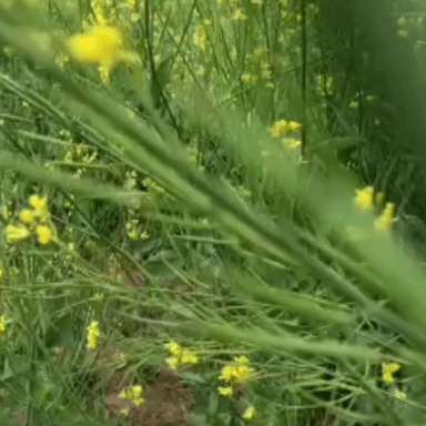 मालाखेड़ा: मालाखेड़ा सहित आसपास के क्षेत्र में मावठ होने से किसानों के चेहरे खिले, अच्छे पैदावार की उम्मीद बढ़ी