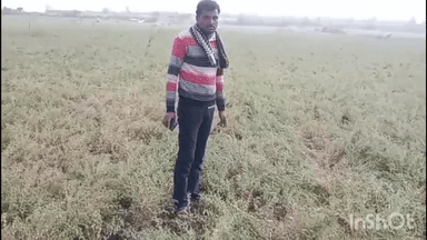 गुलाबगंज: गुलाबगंज में विधायक-एसडीएम ने बारिश और ओलावृष्टि से हुए फसल नुकसान का लिया जायजा, सर्वे के दिए निर्देश