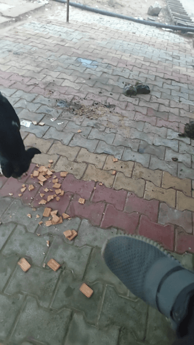 Dhansingh meena 8740828335