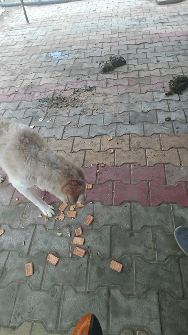 Dhansingh meena 8740828335