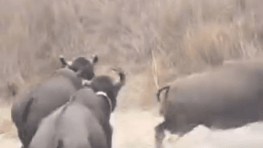 मानपुर: बांधवगढ़ टाइगर रिजर्व में सतपुड़ा से लाए 27 बायसन, झुंड बनने पर दूसरे बाड़े में छोड़े जाएंगे, निगरानी जारी