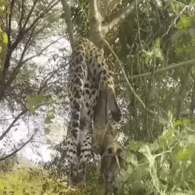 राजगढ़: गुवाड़ा गांव के खेत में फंदे में फंसे पैंथर ने तड़प-तड़प कर दम तोड़ा, 3 घंटे पेड़ पर लटका रहा