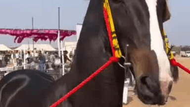 तिंवरी: बड़ली भैरूजी में राज्य स्तरीय पशु मेला बना आकर्षण का केंद्र