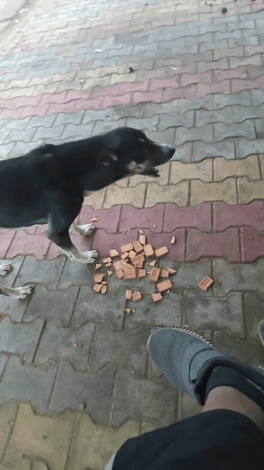 Dhansingh meena 8740828335