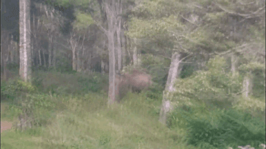 ഉടുമ്പൻചോല: വന്യമൃഗ ശല്യത്തിന് തടയിടാനൊരുങ്ങി വനം വകുപ്പ്, ശാന്തൻപാറയിൽ ഉൾപ്പെടെ ജനജാഗ്രതാ സമിതി യോഗം ചേർന്നു