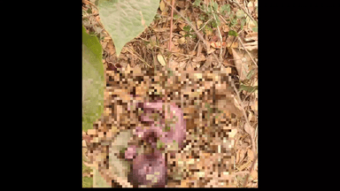 ନୟାଗଡ: ନୟାଗଡ ଜିଲ୍ଲା ନୋତର ଆଦର୍ଶ ବିଦ୍ୟାଳୟ ପୋଖରୀ ସାଇଡ ରେ ଏକ ଭ୍ରୁଣ ଶିଶୁ ପୁତ୍ର ଉଦ୍ଧାର ସୂଚନା