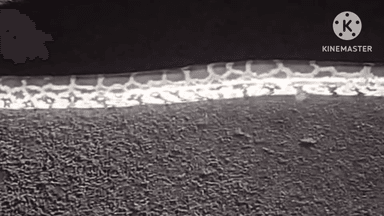 चांपा: कमरीद गांव के रोड में 10 फीट का अजगर सांप दिखा, लोगों में दहशत का माहौल, मौके पर जुटी भीड़