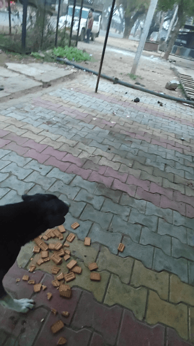 Dhansingh meena 8740828335