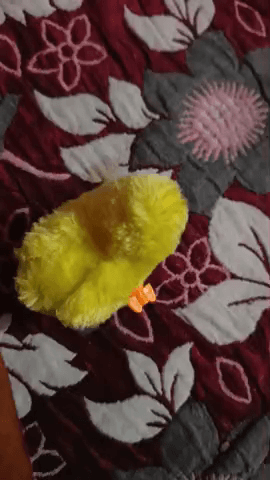 murgi ka chuch jo apne private se bichad gya tha wo akhir mai ek hotel mein mila