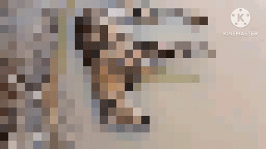 আমগুৰি: বৰাহীবাৰী চাংমাই গাঁৱত পুখুৰীত মৃত নাহৰফুটুকী উদ্ধাৰ