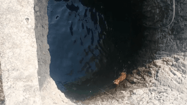 वाशिम: यावर्डी येथे विहिरीत पडलेल्या रोहीच्या पिल्याला दिले जीवनदान