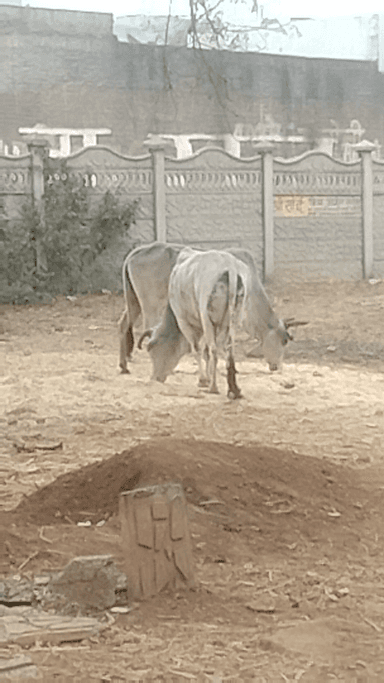 sgz ek go mata ka sing uske sharir me ghus rha hai