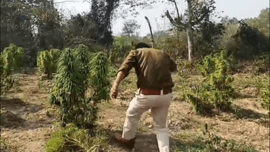 জামপুইজলা: দয়ারামপাড়া পুলিশের গাঁজা বাগান ধ্বংস অভিযান