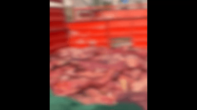 સોનગઢ: વાલોડ તાલુકામાં પશુ માંસની હેરાફેરીનો મોટો કિસ્સો બહાર આવ્યો, ૨૫૦૦ કિલોથી વધુ માંસ ભરેલી પીકઅપ વાન ઝડપાઈ