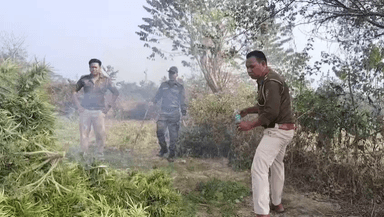 জামপুইজলা: টাকারজলা থানা পুলিশের গাঁজা গাছ ধ্বংস অভিযান অব্যাহত