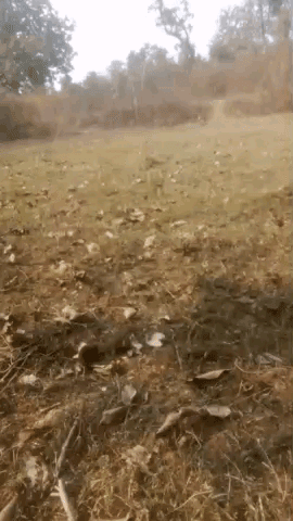 जंगल मे से #बैल को कैसे चरन चाहिए, कैसे बचना है, ताकि खेत मे न जय