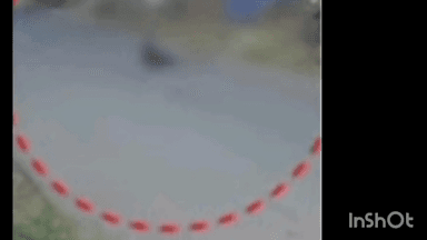 വടകര: ചെക്യാട് തെരുവ് നായയുടെ ആക്രമണത്തിൽ എട്ടാം ക്ലാസ് വിദ്യാർത്ഥിക്ക് പരുക്ക്