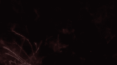 पेण्ड्रा: भाड़ी गांव में गायों के साथ क्रूरता का मामला, सोशल मीडिया पर वीडियो हुआ वायरल