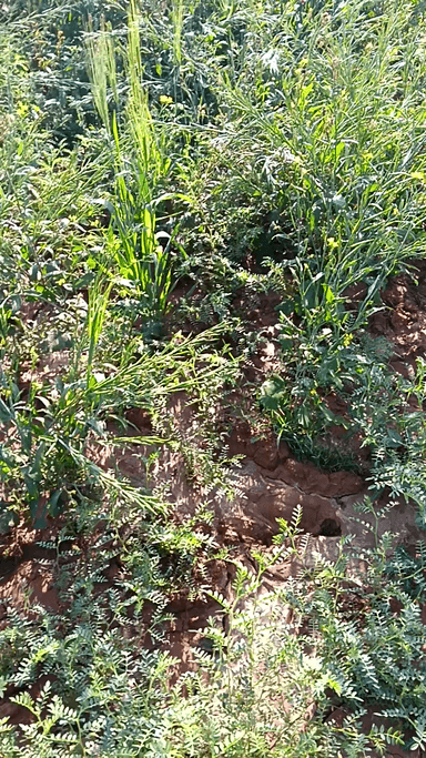 ग्राम कुशमाहट पोस्ट रामगढ़