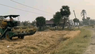 ஆவுடையார் கோவில்: பூங்குடி கிராமத்தில் தாழ்வாகச் செல்லும் மின் கம்பிகளால் அறுவடை செய்ய முடியாமல் தவிக்கும் விவசாயிகள் அரசுக்கு கோரிக்கை