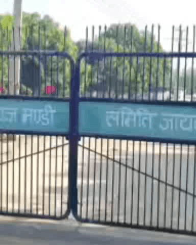 जायल: जायल के कृषि उपज मंडी में समर्थन मूल्य पर मूंग की तुलाई की गई